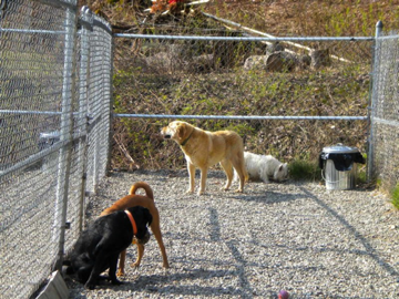 Molly, Mookie, Rebel & Tully Molly, Mookie, Rebel & Tully